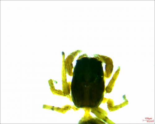 Pseudicius encarpatus